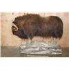 Image 4 : XXL Life-sized MUSKOX on a Rocky Base with Wheels