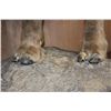 Image 9 : XXL Life-sized MUSKOX on a Rocky Base with Wheels
