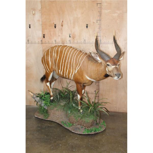 Life-sized BONGO Mounted on a Decorative Base with Wheels