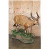 Image 1 : Life-sized BONGO Mounted on a Decorative Base with Wheels