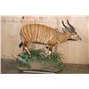 Image 2 : Life-sized BONGO Mounted on a Decorative Base with Wheels