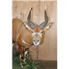 Image 3 : Life-sized BONGO Mounted on a Decorative Base with Wheels