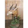 Image 4 : Life-sized BONGO Mounted on a Decorative Base with Wheels