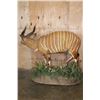 Image 5 : Life-sized BONGO Mounted on a Decorative Base with Wheels