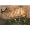 Image 6 : Life-sized BONGO Mounted on a Decorative Base with Wheels
