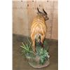 Image 7 : Life-sized BONGO Mounted on a Decorative Base with Wheels