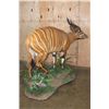 Image 8 : Life-sized BONGO Mounted on a Decorative Base with Wheels