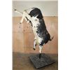 Image 11 : Massive "Bucking" BULL on a Custom Metal Stand