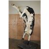 Image 12 : Massive "Bucking" BULL on a Custom Metal Stand