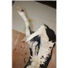 Image 13 : Massive "Bucking" BULL on a Custom Metal Stand