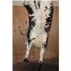 Image 14 : Massive "Bucking" BULL on a Custom Metal Stand