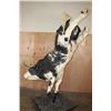Image 15 : Massive "Bucking" BULL on a Custom Metal Stand