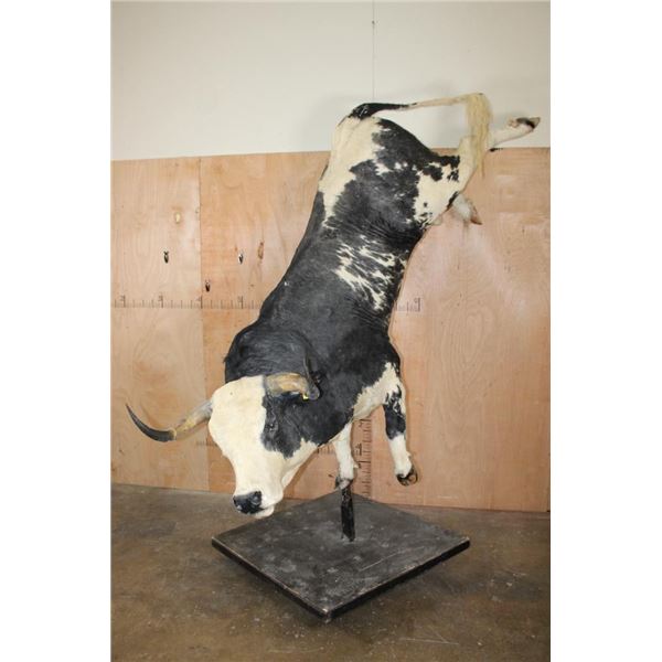 Massive "Bucking" BULL on a Custom Metal Stand