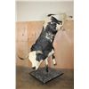 Image 1 : Massive "Bucking" BULL on a Custom Metal Stand