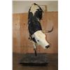 Image 3 : Massive "Bucking" BULL on a Custom Metal Stand