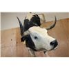 Image 4 : Massive "Bucking" BULL on a Custom Metal Stand