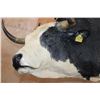 Image 6 : Massive "Bucking" BULL on a Custom Metal Stand