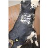 Image 7 : Massive "Bucking" BULL on a Custom Metal Stand