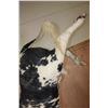 Image 8 : Massive "Bucking" BULL on a Custom Metal Stand