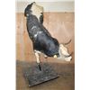 Image 9 : Massive "Bucking" BULL on a Custom Metal Stand