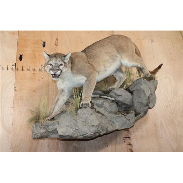 Big Life-sized MOUNTAIN LION or COUGAR on a Decorative Rock Wall Base