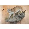 Image 1 : Big Life-sized MOUNTAIN LION or COUGAR on a Decorative Rock Wall Base