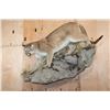 Image 2 : Big Life-sized MOUNTAIN LION or COUGAR on a Decorative Rock Wall Base