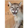 Image 5 : Big Life-sized MOUNTAIN LION or COUGAR on a Decorative Rock Wall Base
