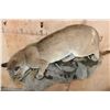 Image 6 : Big Life-sized MOUNTAIN LION or COUGAR on a Decorative Rock Wall Base