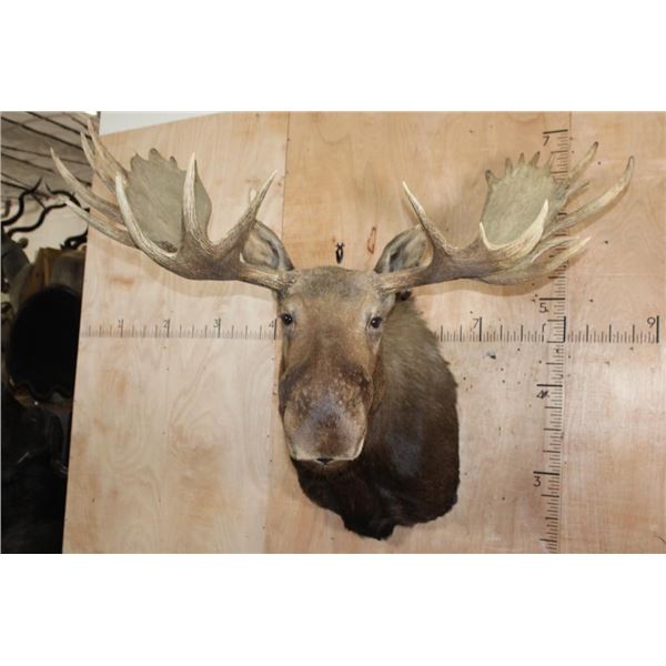 XXL 24-Point MOOSE Shoulder Mount