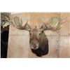 Image 1 : XXL 24-Point MOOSE Shoulder Mount