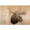 Image 2 : XXL 24-Point MOOSE Shoulder Mount