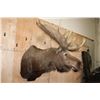 Image 3 : XXL 24-Point MOOSE Shoulder Mount