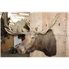 Image 4 : XXL 24-Point MOOSE Shoulder Mount