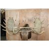 Image 5 : XXL 24-Point MOOSE Shoulder Mount