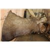 Image 6 : XXL 24-Point MOOSE Shoulder Mount