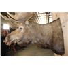 Image 7 : XXL 24-Point MOOSE Shoulder Mount
