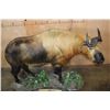 Image 10 : *TEXAS RESIDENTS ONLY* *Very Rarely Seen* Life-sized TAKIN or GNU GOAT on a Decorative Base