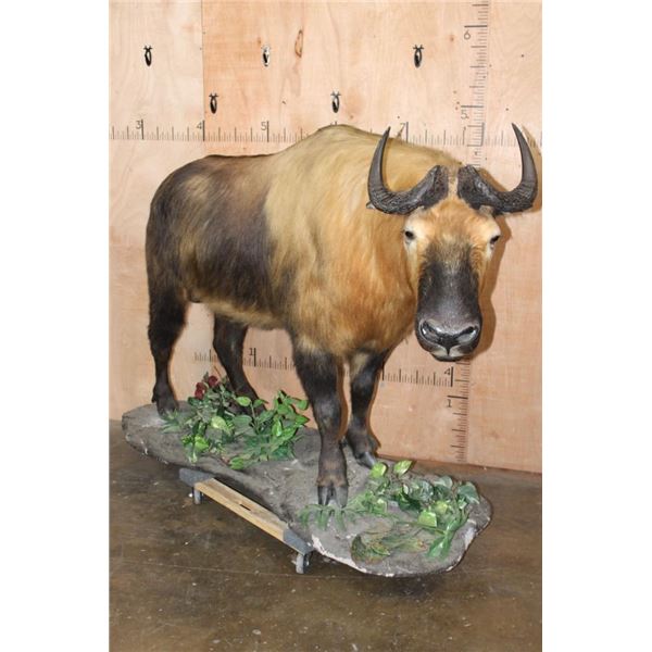 *TEXAS RESIDENTS ONLY* *Very Rarely Seen* Life-sized TAKIN or GNU GOAT on a Decorative Base