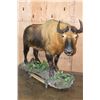 Image 1 : *TEXAS RESIDENTS ONLY* *Very Rarely Seen* Life-sized TAKIN or GNU GOAT on a Decorative Base