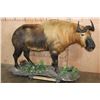 Image 2 : *TEXAS RESIDENTS ONLY* *Very Rarely Seen* Life-sized TAKIN or GNU GOAT on a Decorative Base