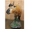 Image 3 : *TEXAS RESIDENTS ONLY* *Very Rarely Seen* Life-sized TAKIN or GNU GOAT on a Decorative Base