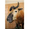 Image 4 : *TEXAS RESIDENTS ONLY* *Very Rarely Seen* Life-sized TAKIN or GNU GOAT on a Decorative Base