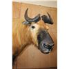 Image 5 : *TEXAS RESIDENTS ONLY* *Very Rarely Seen* Life-sized TAKIN or GNU GOAT on a Decorative Base