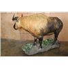 Image 6 : *TEXAS RESIDENTS ONLY* *Very Rarely Seen* Life-sized TAKIN or GNU GOAT on a Decorative Base