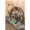 Image 8 : *TEXAS RESIDENTS ONLY* *Very Rarely Seen* Life-sized TAKIN or GNU GOAT on a Decorative Base