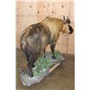 Image 9 : *TEXAS RESIDENTS ONLY* *Very Rarely Seen* Life-sized TAKIN or GNU GOAT on a Decorative Base