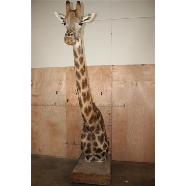 XXL GIRAFFE Pedestal Mount with Wheels