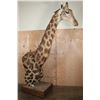 Image 3 : XXL GIRAFFE Pedestal Mount with Wheels