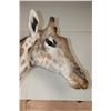 Image 4 : XXL GIRAFFE Pedestal Mount with Wheels
